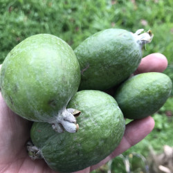 Vente en ligne de feijoa, Acca sellowiana, goyavier du Brésil