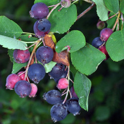 Amelanchier, juneberry