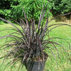 Online sale of Phormium (New Zealand flax) on A l'ombre des figuiers