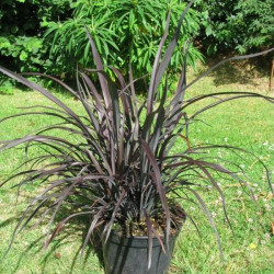 Phormium