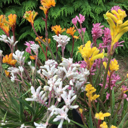 Online sale of Anigozanthos, kangaroo paw