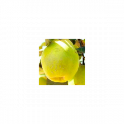 Online sale of Cydonia, quince trees