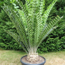 Cycas et Cie