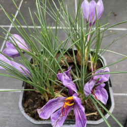 Online sale of saffron plants