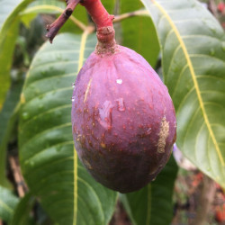 Mango trees