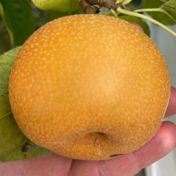 Online sale of Nashi, Pyrus pyrifolia