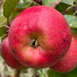 Online sale of apple trees (Malus domestica)