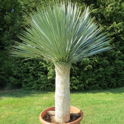 Yucca