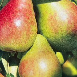 Online sale of pear trees