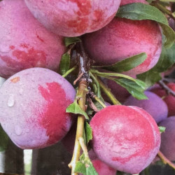 Columnar fruit trees