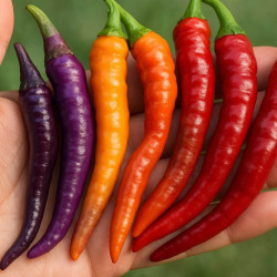 Online sale of edible annuals
