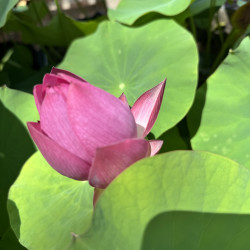 A l'ombre des figuiers - Water plants online