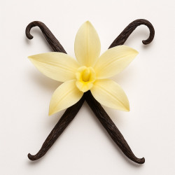 Vente en ligne de plants de vanille (Vanilla)