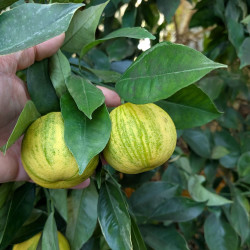 Citrus - MAS BACHES