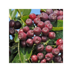 Online sale of rowan trees (Sorbus)