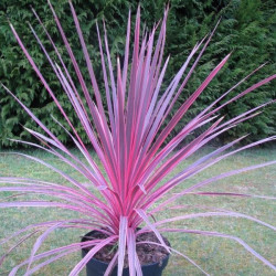 A l'ombre des figuiers - Cordylines