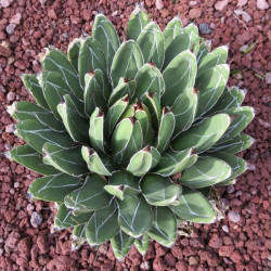 A l'ombre des figuiers - Agave