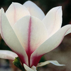 Online sale of deciduous magnolia on A l'ombre des figuiers