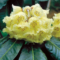 A l'ombre des figuiers - Rhododendron