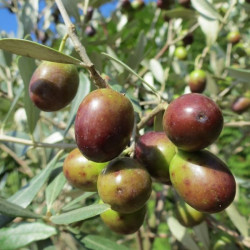 Olive trees