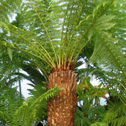 Tree ferns