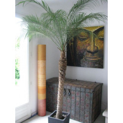 Online sale of indoors palms on A l'ombre des figuiers