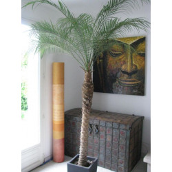 Indoor palms