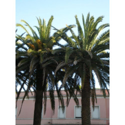 Easy palms for southern areas