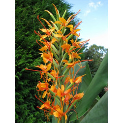 Hedychium