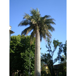 Hardy palms