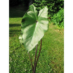 A l'ombre des figuiers - Colocasia (oreille d'éléphant, Taro)