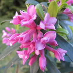 Online sale of fragrant plants  on A l'ombre des figuiers