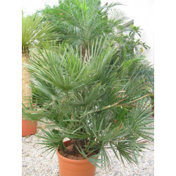 Online sale of hybrid palms on A l'ombre des figuiers