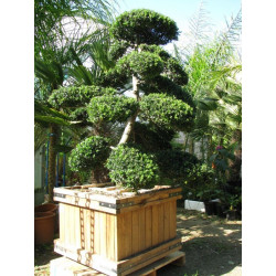 Ilex crinata, bonsaï géant