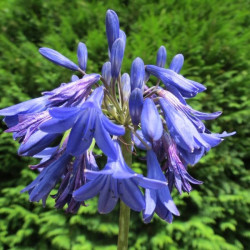 Agapanthus