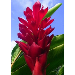 Online sale of Alpinia on A l'ombre des figuiers