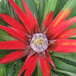 Bromeliaceae