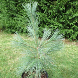 Online sale of conifers, pine trees on A l'ombre des figuiers