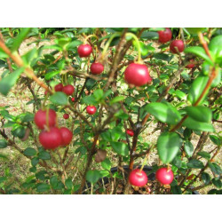 Online sale of trees with edible fruit on A l'ombre des figuiers