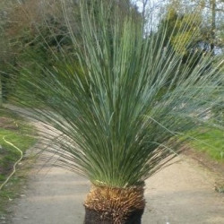 Online sale of Xanthorrhoea, black boy, on A l'ombre des figuiers