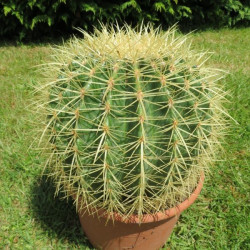 Online sale of cacti on A l'ombre des figuiers