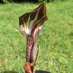 Online sale of Arisaema, cobra lily, on A l'ombre des figuiers