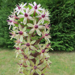 Online sale of Eucomis, pineapple lily, on A l'ombre des figuiers