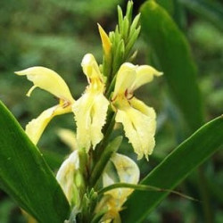 Online sale of Cautleya on A l'ombre des figuiers