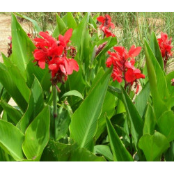 Online sale of Canna on A l'ombre des figuiers