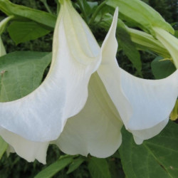 Online sale of Brugmansia on A l'ombre des figuiers