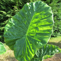 Online sale of Alocasia (elephant ear) on A l'ombre des figuiers