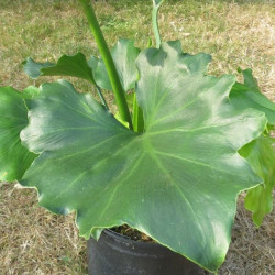Online sale of Philodendron